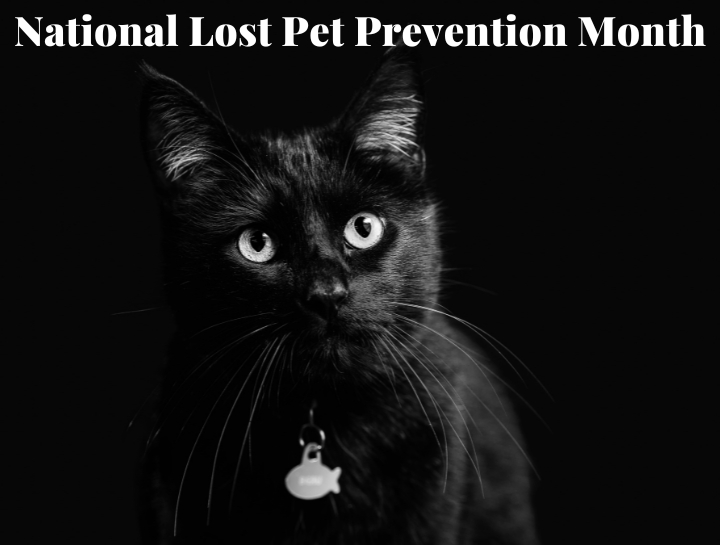 National Pet Loss Prevention Month