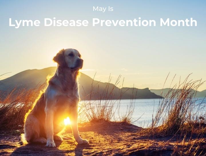Lyme Disease Prevention Month