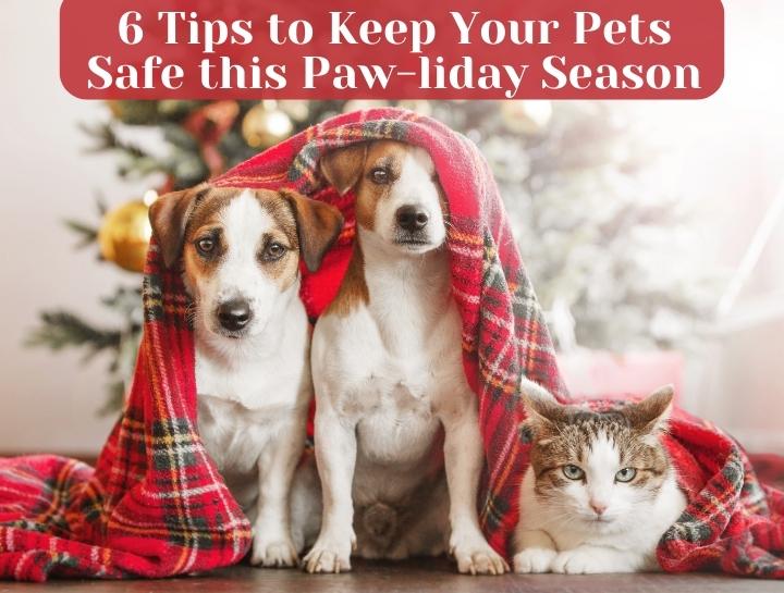 6 Tips to Keep Your Pets Safe this Paw-liday Season
