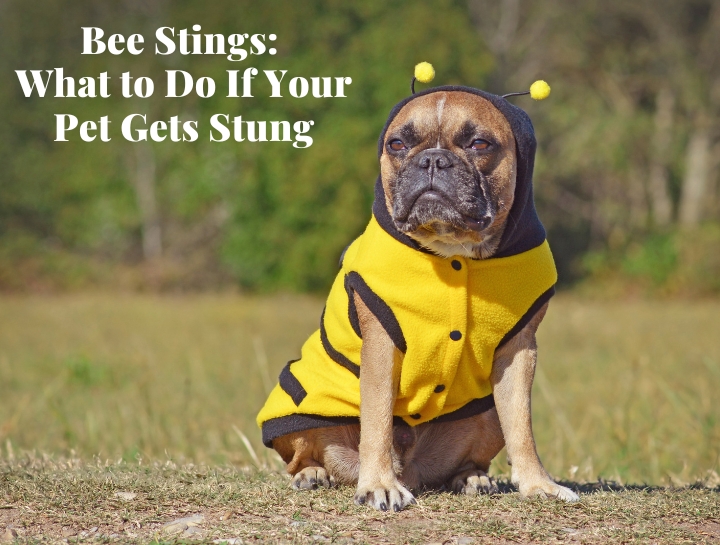 When Your Dog Is Stung by a Bee: Acute Allergic Reactions · The