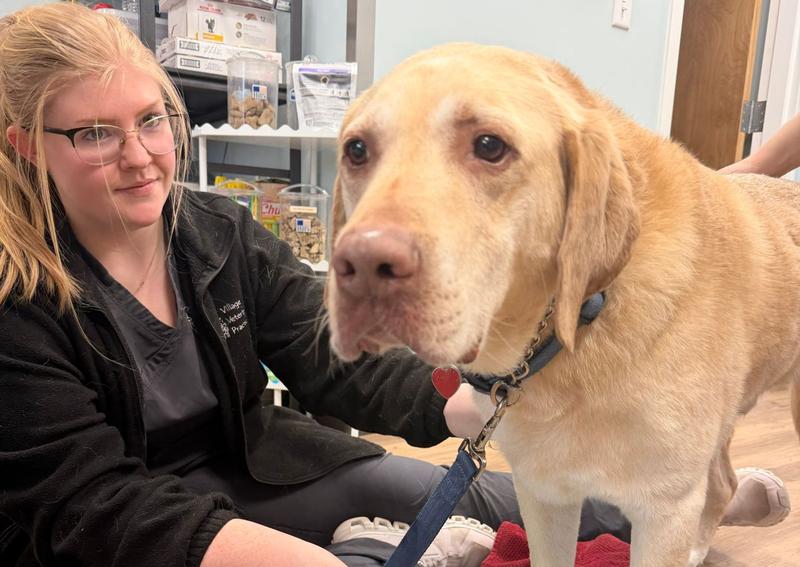 Carousel Slide 5: Gunner was very patient while Caylee held him for his treatments.
