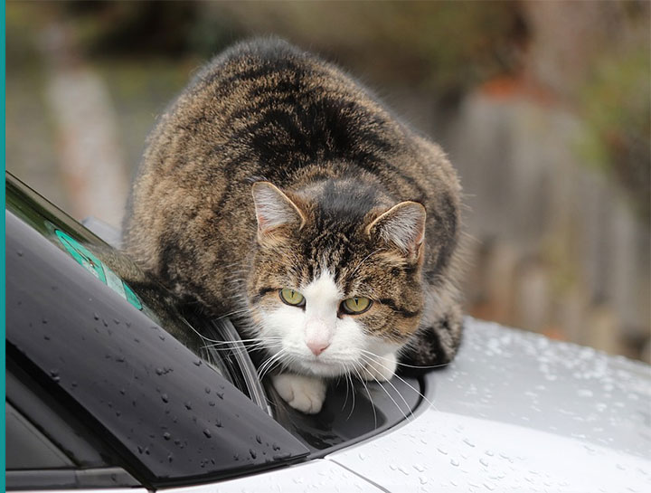 Getting Your Cat to the Veterinarian